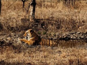Study visit to Gorewada Zoo